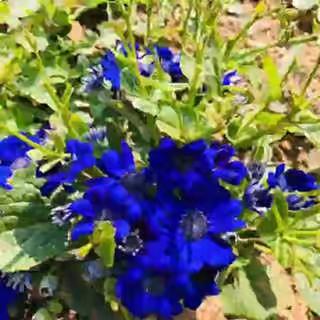 机关幼儿园（芦溪河园区）大五班“停课不停学”线上互动启动仪式