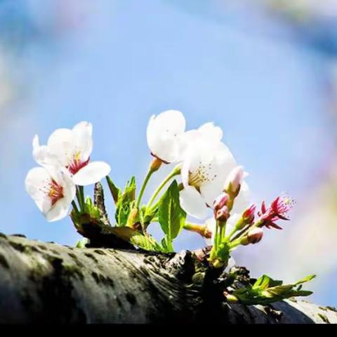 四季初始，万物复苏——钢城区汶源街道农产品质量安全协管员一周工作汇总