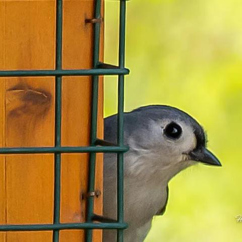 探索鸟的世界 2