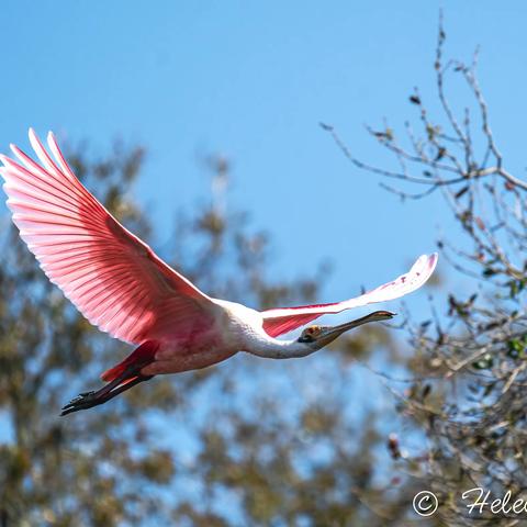 2022, 探索鸟的世界 1