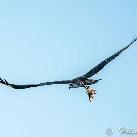 2022, 探索鸟的世界 2