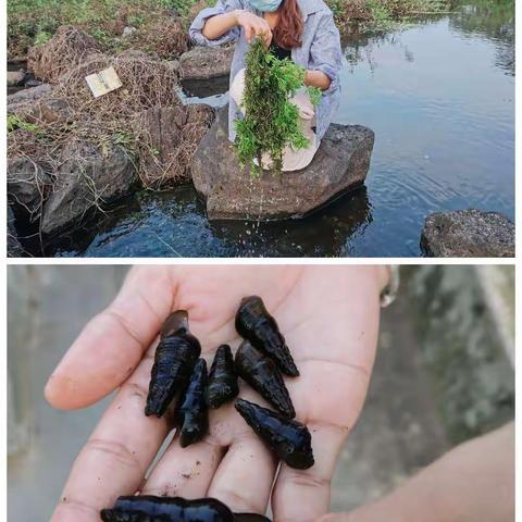 “岩”“植”有味——永兴镇中心幼儿园中班组本地特色植物课程采风系列活动（一）