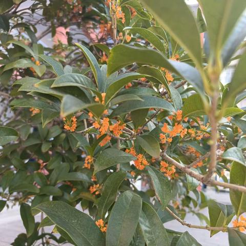 桂花香，桂花雨，桂花悟