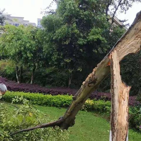 风里雨里，江北绿化守护你！