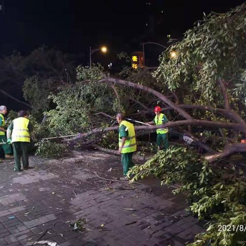 江北绿化戮力抢险处突 加紧景观恢复