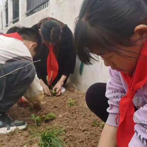 清明节“我为学校添点绿”活动圆满结束   培养学生的爱心 耐心   孩子们一张张的笑脸更是为校园增光添彩！