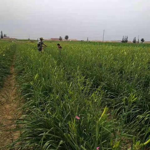 暑期劳动成长季