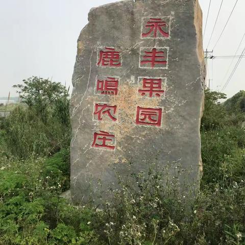 长兴岛三曰游住永丰果园里鹿鸣农庄