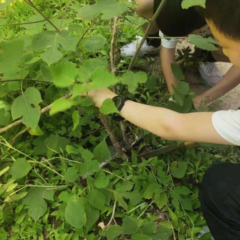 ‘双减”实践我先行，乐享劳动正当时——金岭小学六年级劳动实践活动