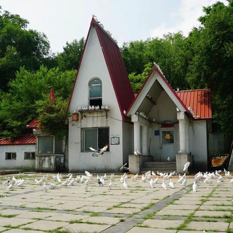 和平鸽掠影