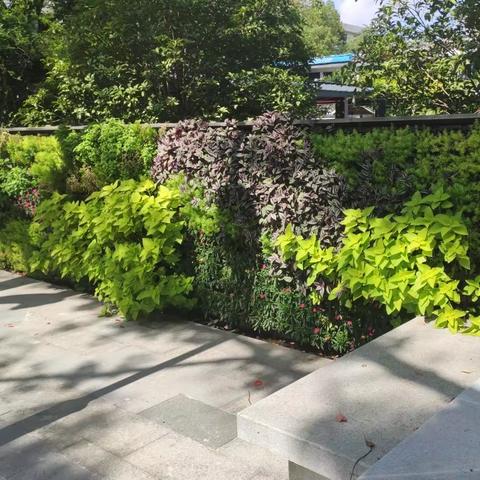 十一月走园———姑苏区走走