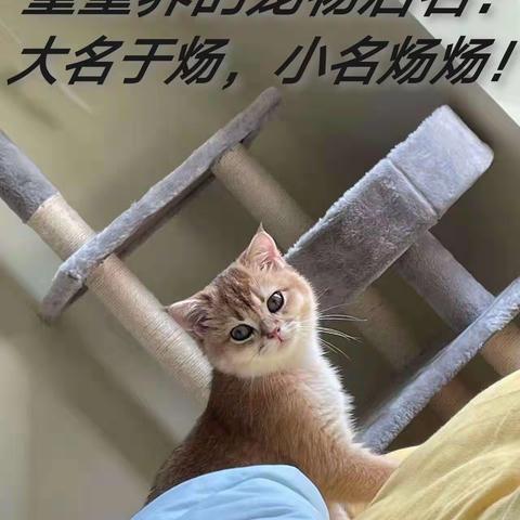 宠物猫咪集：