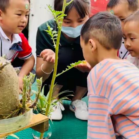 春天朵朵幼儿园中二班一周回顾