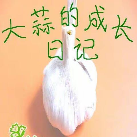 大班亲子种植区——《大蒜的日记》