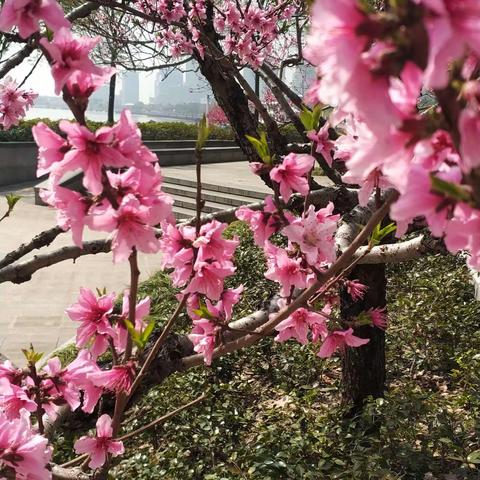 徐汇滨江樱花盛开，好美。