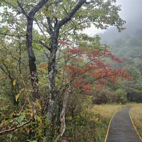 神农架大九湖印象