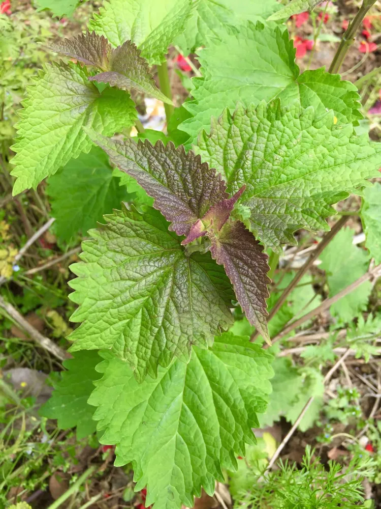 后花园百草园,悠悠药草香