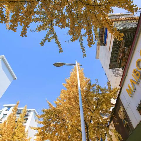 冬日里的那一抹黄