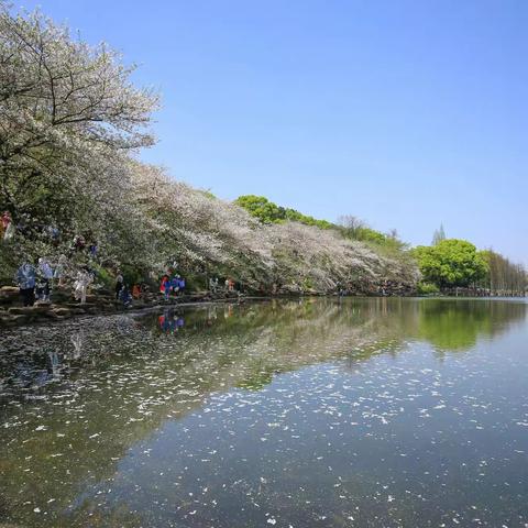 阳春三月  樱花飞舞