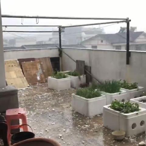 特大冰雹给石城县造成的伤害