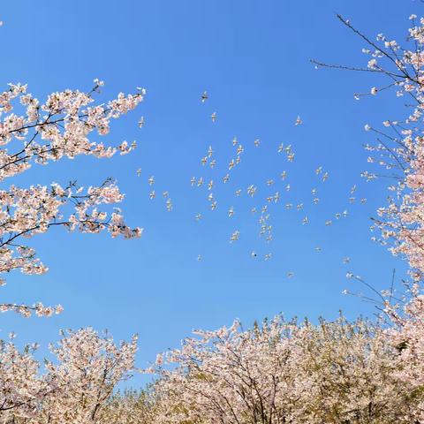 姑苏蓝盾摄影“佳片有约”第3期——花卉动物专辑