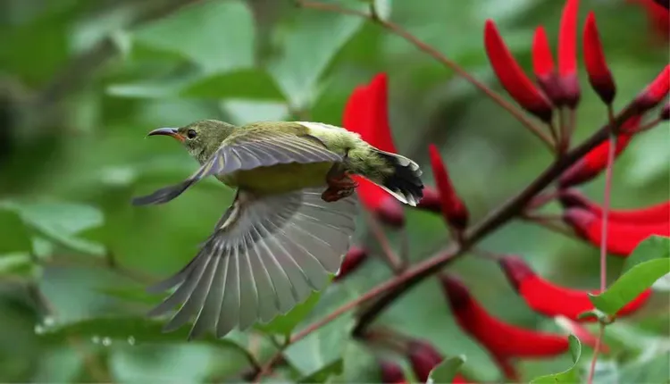 不入金竹园，难识桐花凤