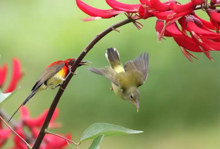 不入金竹园，难识桐花凤