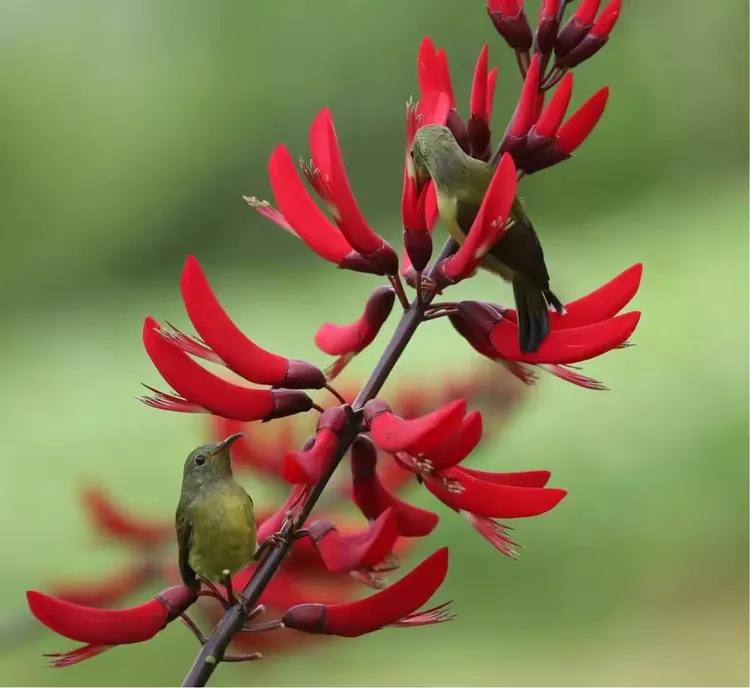不入金竹园，难识桐花凤