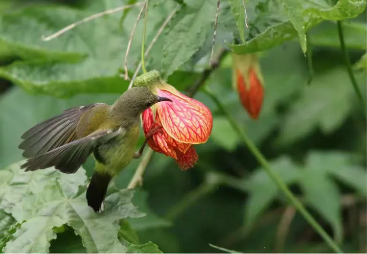 不入金竹园，难识桐花凤