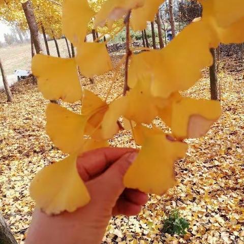 谁说只有春光美？秋色远比春色浓！