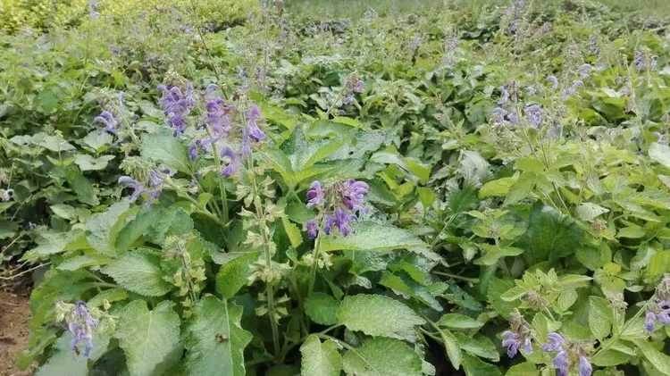 美国红花紫薇树苗盆栽养殖方法视频