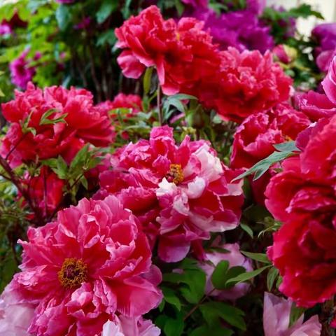 牡丹花开在厦门！