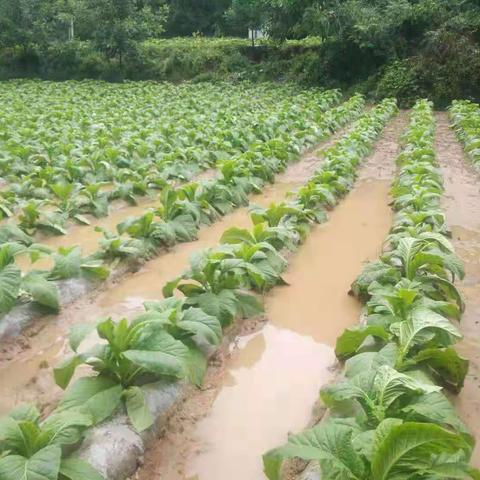 积极排水，主动防范