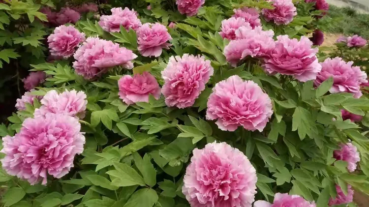 牡丹和樱花的区别是什么