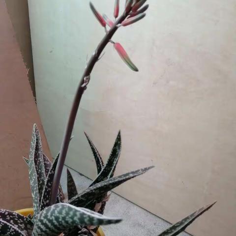 以赛促教  以美育人  与美同行——九百户镇美术优质课评比