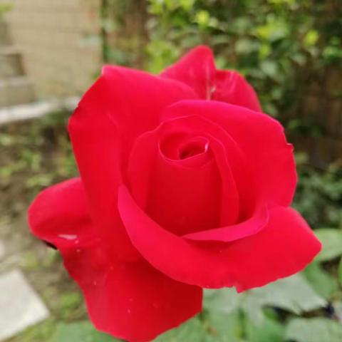五.一鲜花送朋友