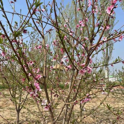 享劳动之乐，悟劳动之美——东昌实验小学三年级三班劳动实践课