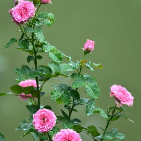 花开堪折直须折，莫待无花空折枝《月季花》