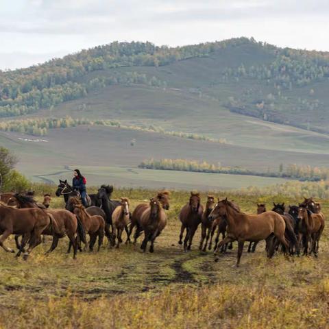 追逐呼伦贝尔金秋之印记（中）
