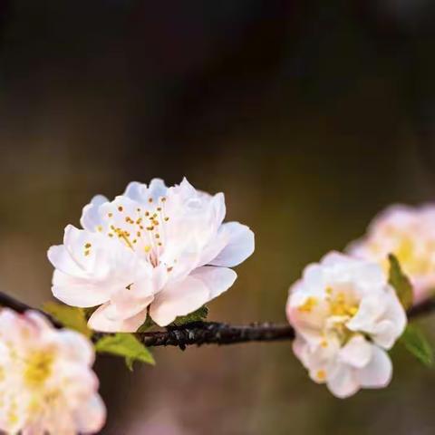 “停课不停学”——东兴市华侨学校三（9）班第八周