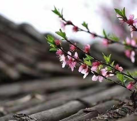 “停课不停学”——东兴市华侨学校三（9）班第四周