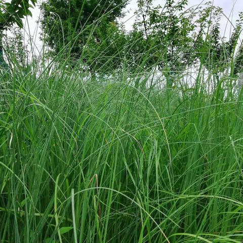 雨水洗纤尘，万物复又新。