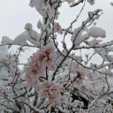 2023年4月的一场大雪