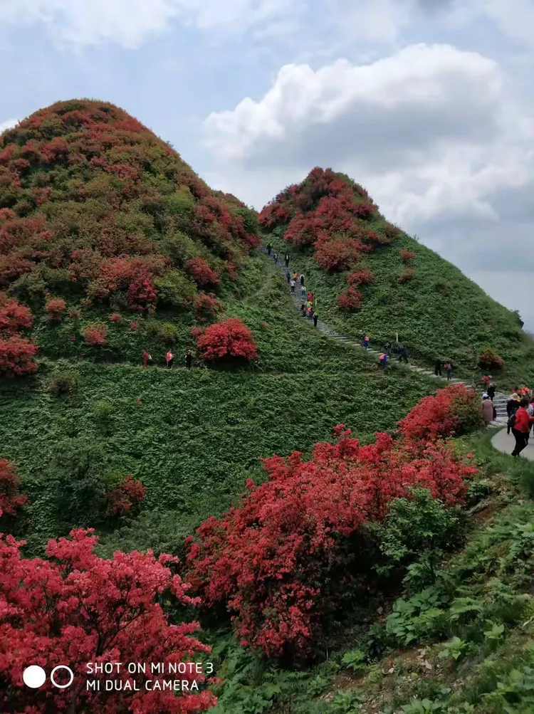 岭上开遍哟,映山红!