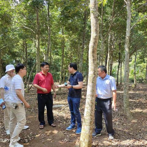 海南省林业局派员到新村文一村调研沉香产业