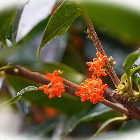 颐和园~八月桂花遍地香~~~