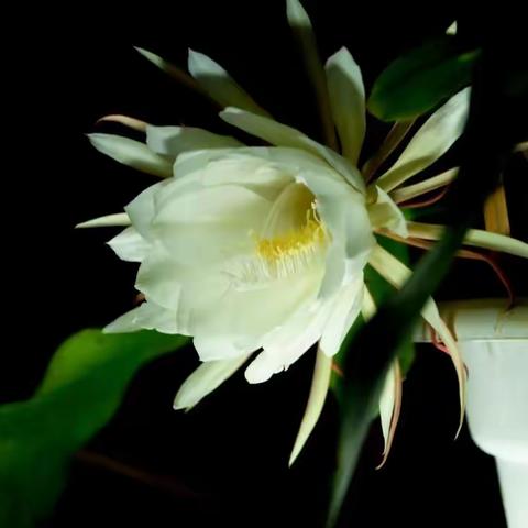 【隔离日记四】，——网传主城区十五日解封