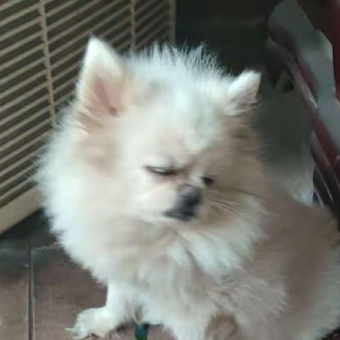 【隔离日记三】，万千牵挂只为它