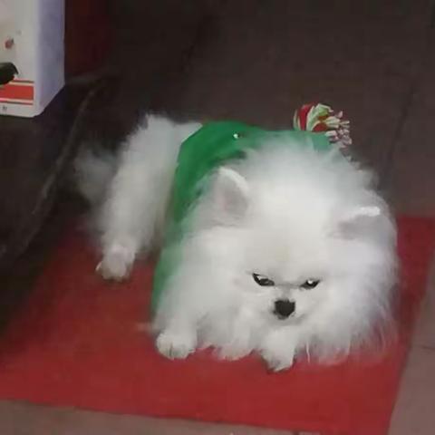 【忆江南•归来八唱】，——隔离后记