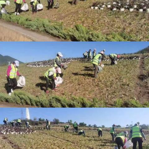 青龙县园林绿化服务中心工作周报（2023.4.29-5.5）